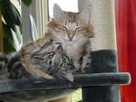 Katze Padme und Arwen 9 Monate alt.